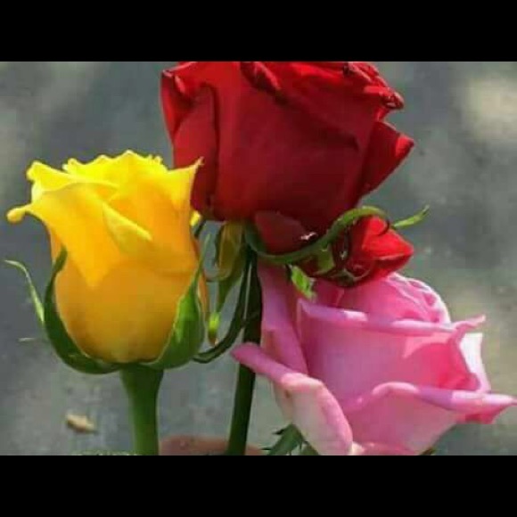 Meet your Posher, Bianca - Picture 1 of 1